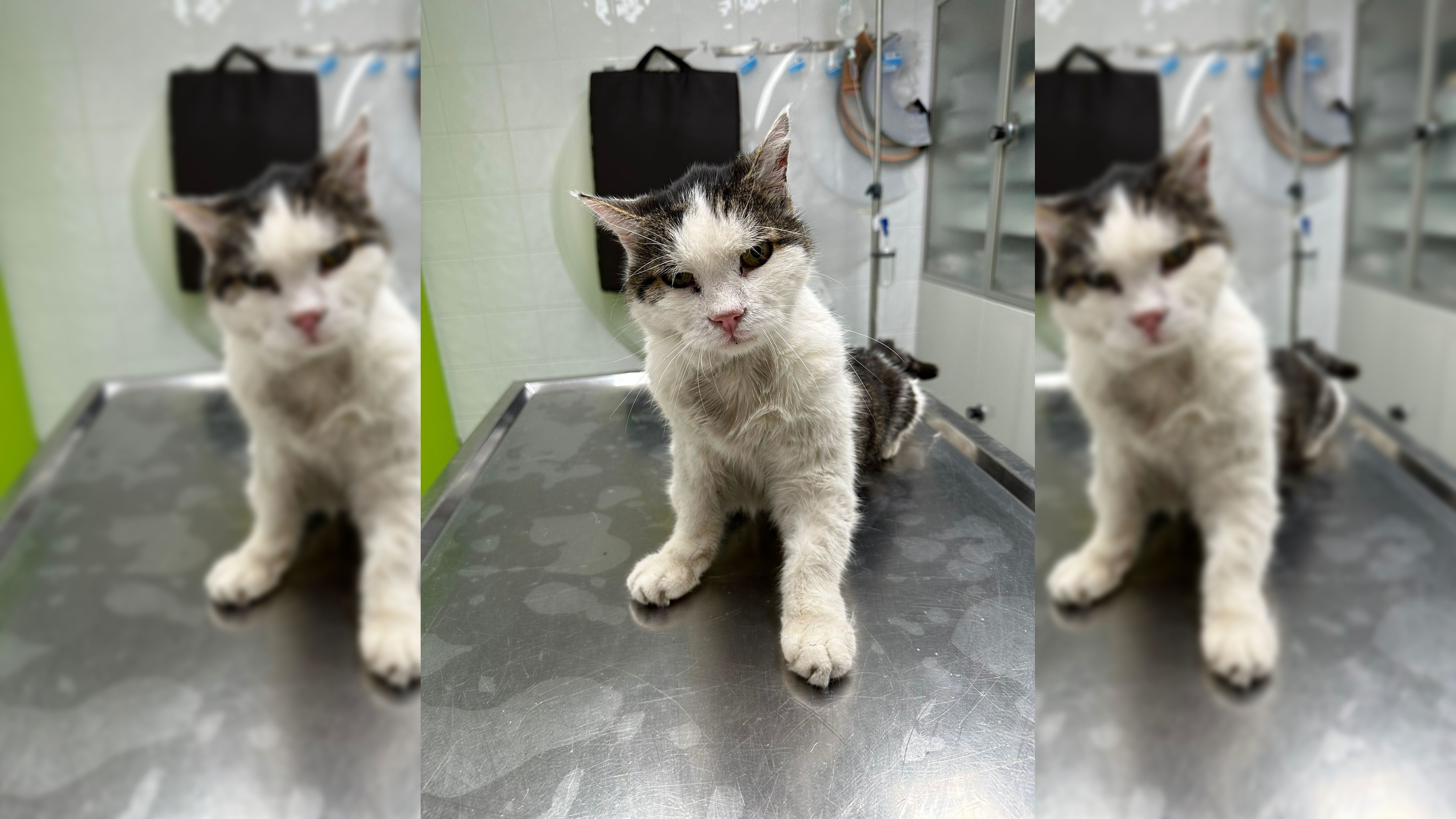 Alter Kater findet nicht heim