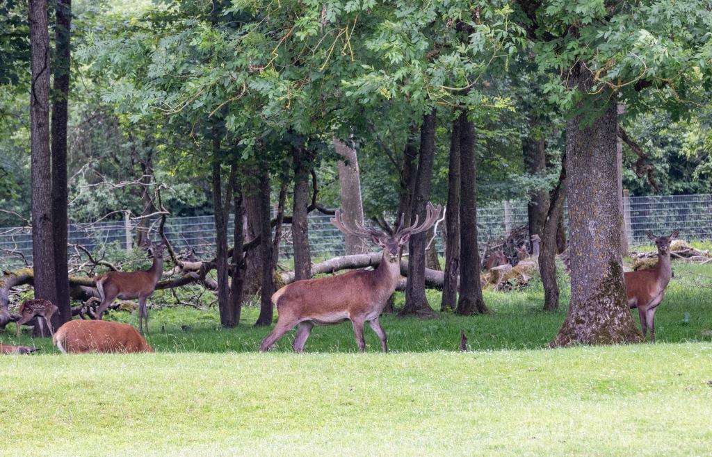Spenden für Ingolstadts Wildpark: So wurde das Geld bisher eingesetzt