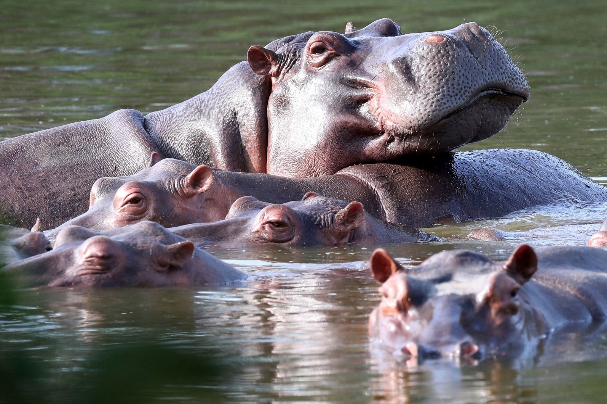 Invasive große Tiere in Seen: Jede zweite Art macht Probleme