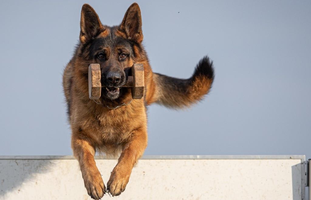 der-sch-nste-sch-ferhund-der-welt-kommt-aus-reichertshofen