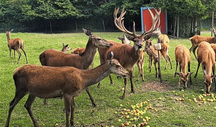 Der Hirsch im Kleinmehringer Rotwildgehege hat sein Rudel gut im Griff ...