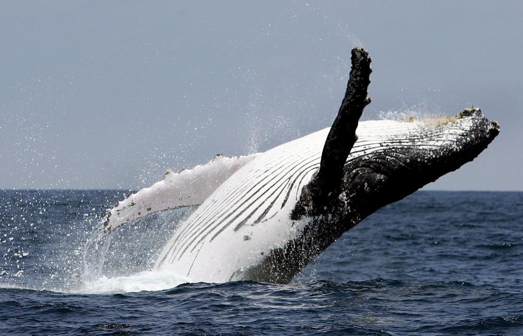 Kayaker off Chile swallowed and spat out by humpback whale