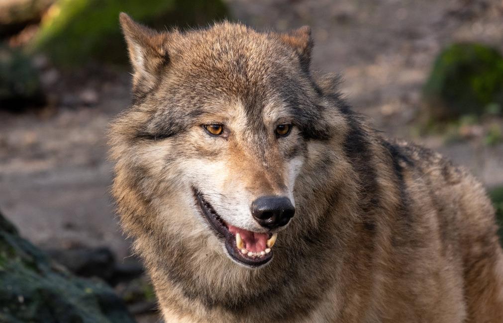 Bild zu Schäfer beobachten Ausbreitung des Wolfs noch gelassen – aber aufmerksam