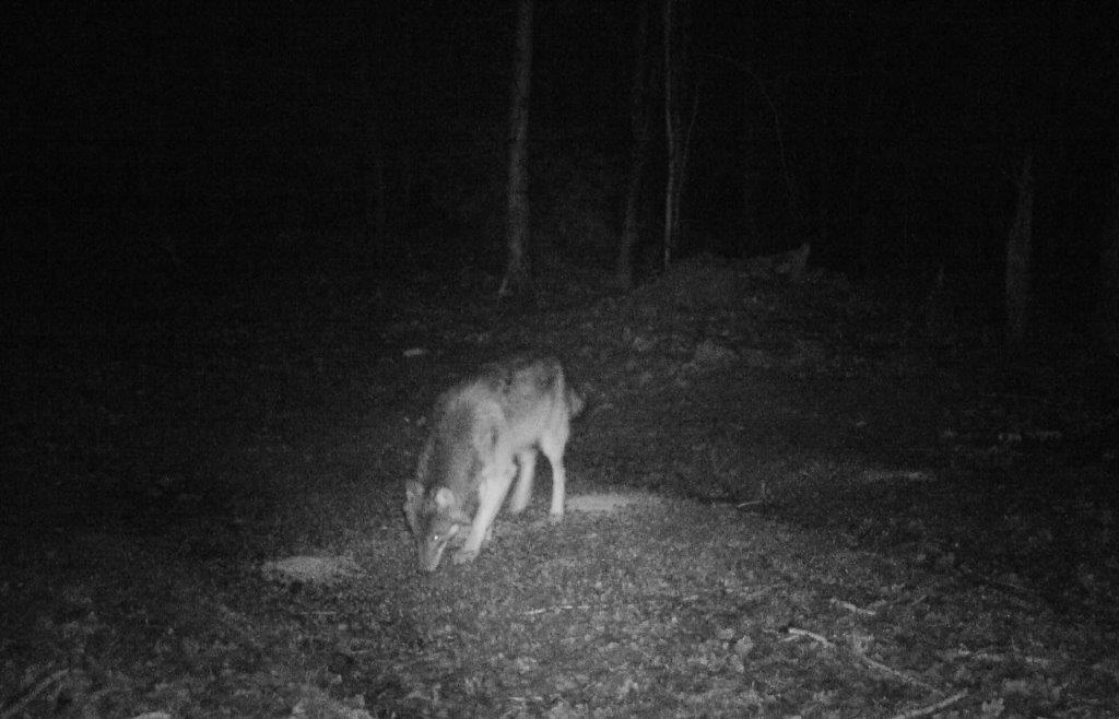 der-wolf-im-kreis-eichst-tt-gebiete-im-s-dosten-erweitert