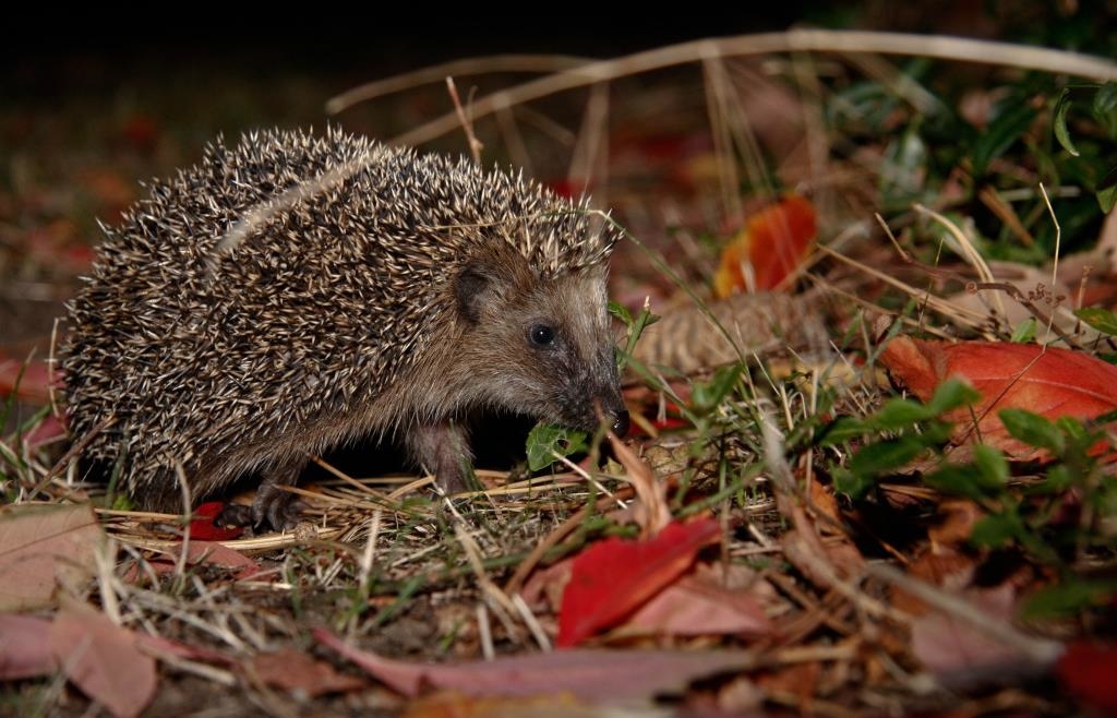 Fr-hlingsboten-im-Dezember-Warum-Igel-und-Hamster-erwachen