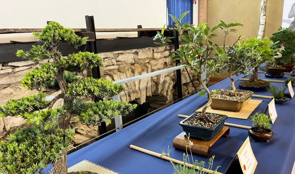 zürgelbaum bonsai Zürgelbaum - Celtis australis