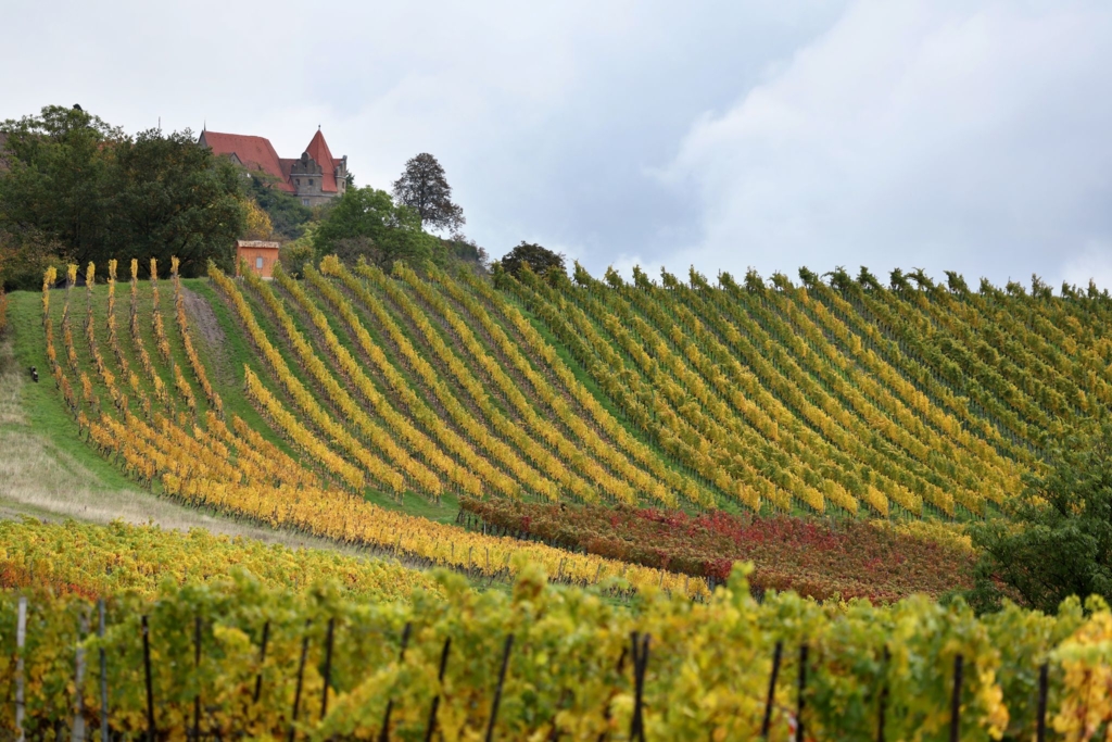 Mehr-Wein-und-viel-Gesang-Franken-will-Touristen-halten