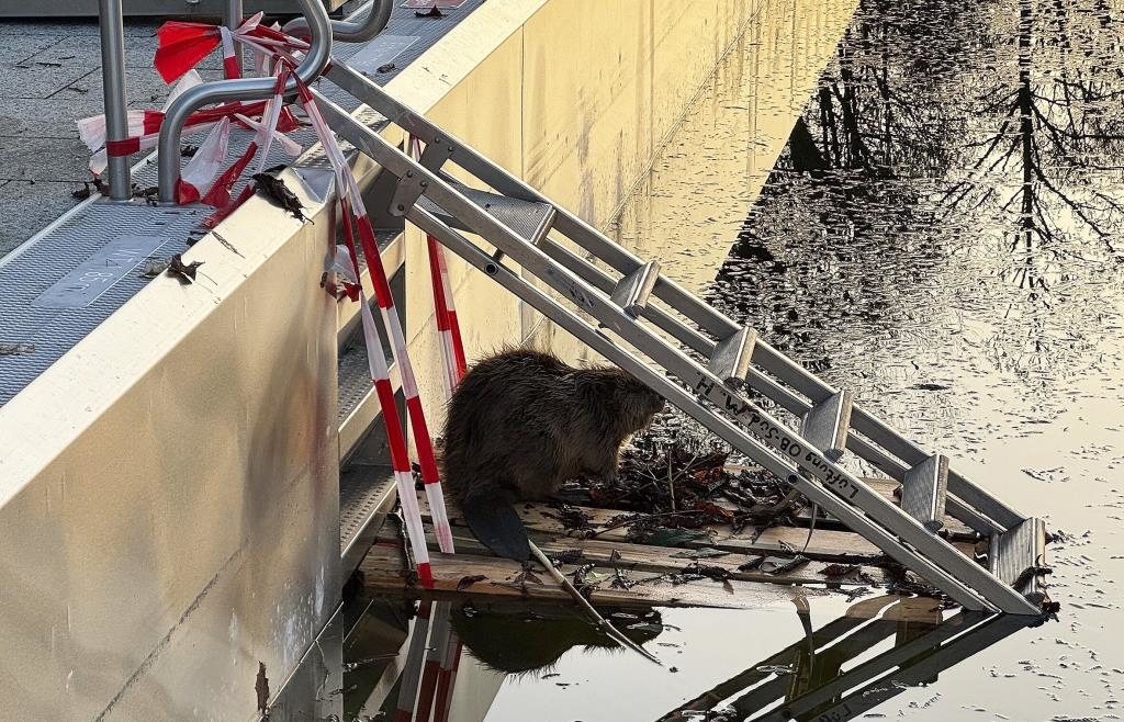 Firefighters rescue beaver from swimming pool in Munich