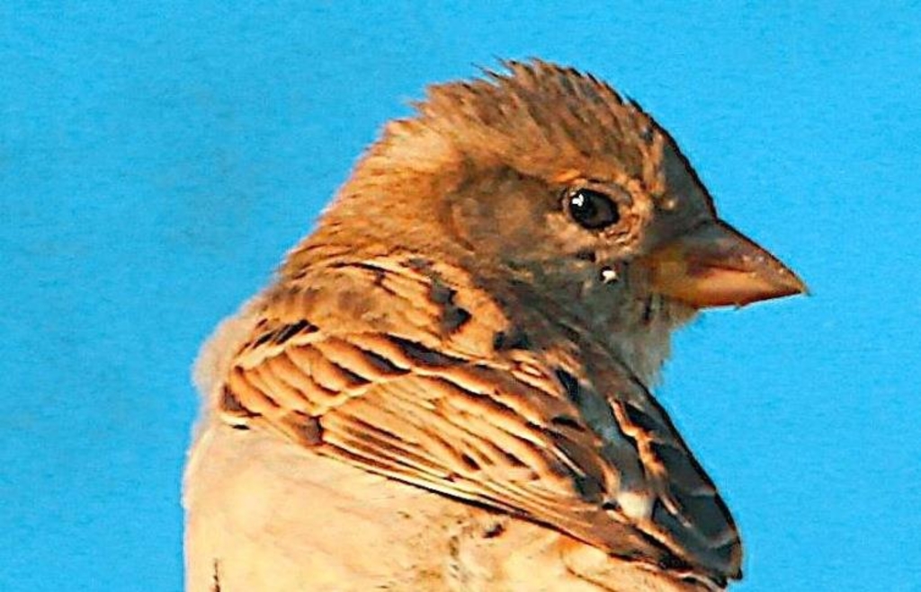 Im Landkreis NeuburgSchrobenhausen beteiligten sich 250 Personen an