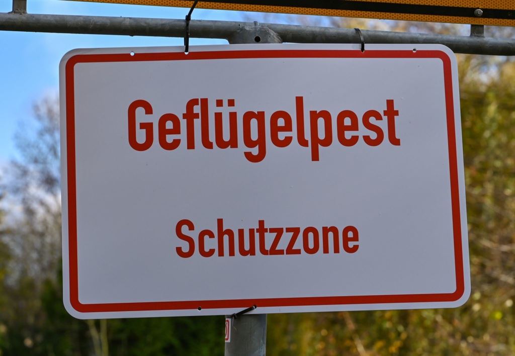Vogelgrippe-greift-auf-immer-mehr-Gefl-gel-Betriebe-ber