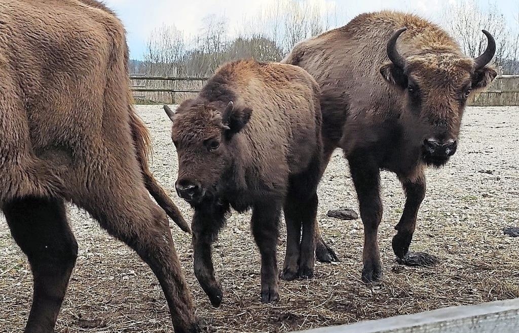 Falls Ingolstädter Wildpark aufgegeben wird: Warum Umsiedlungen der Tiere ...