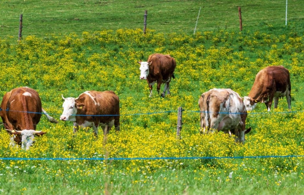 Zu viele tote Kühe? Landwirt muss sich vor Neumarkter Amtsgericht ...
