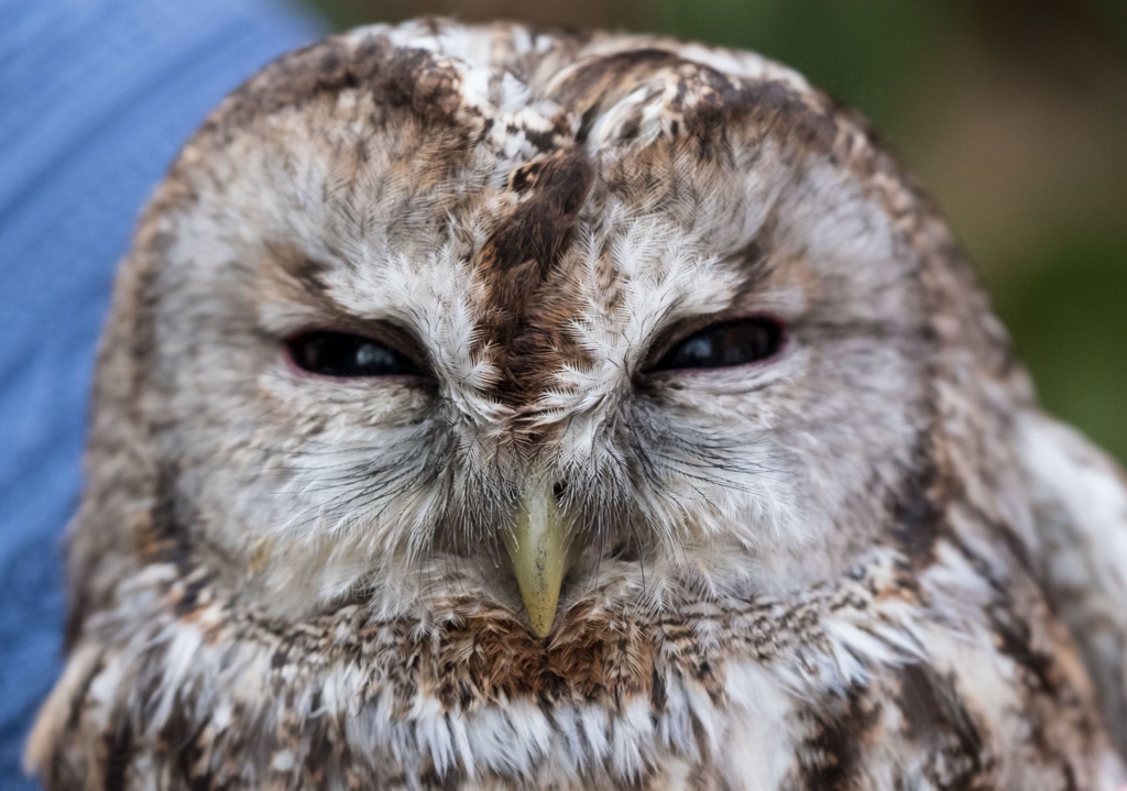 Polizisten-retten-verletzten-Waldkauz-von-Stra-e
