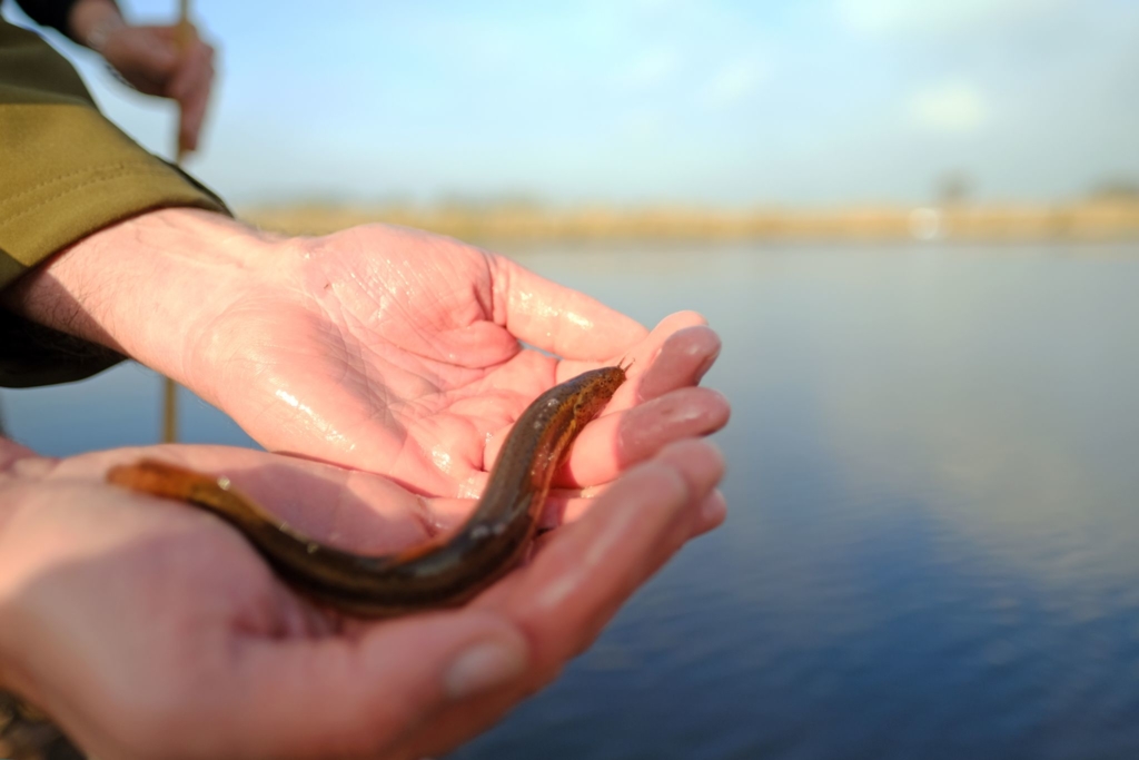 Ein-Fisch-namens-Furzgrundel-soll-wieder-heimisch-werden
