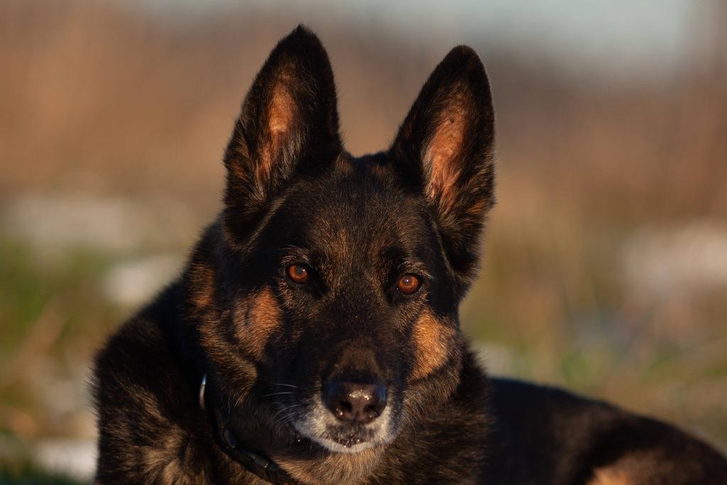 Freilaufender Hund beit Frau auf dem Arbeitsweg mehrmals ins Ges