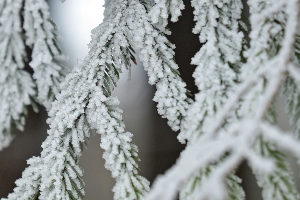 Vereinzelt-f-llt-Schnee-aber-zumeist-gr-ne-Weihnacht