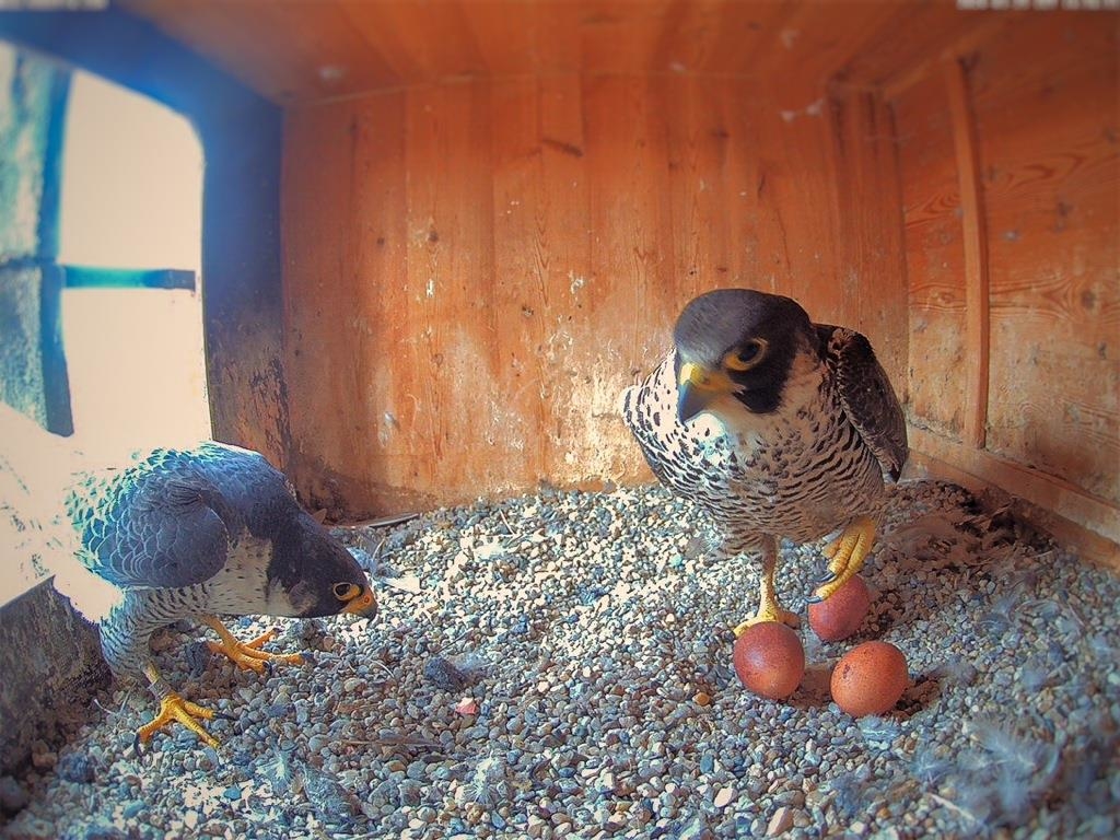 Eggs are here: For falcons in Neumarkt Minster, the decisive phase begins.