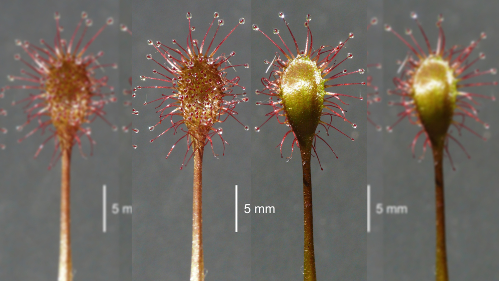 Neue-fleischfressende-Pflanze-aus-Bayern-entdeckt