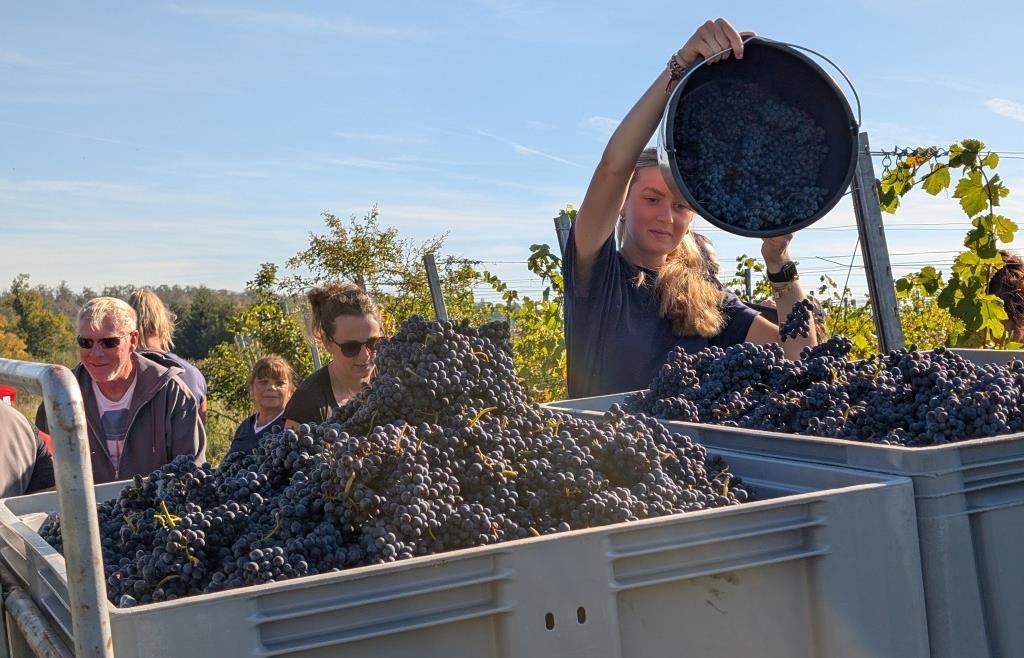 High above Greding: The grape harvest in the Altmühl Valley has begun.