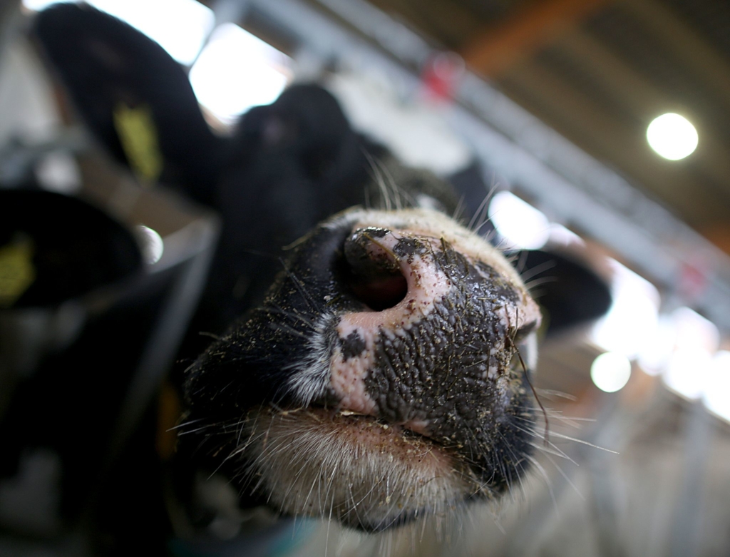 Erstmals-Vogelgrippe-bei-Kuh-au-erhalb-der-USA-nachgewiesen