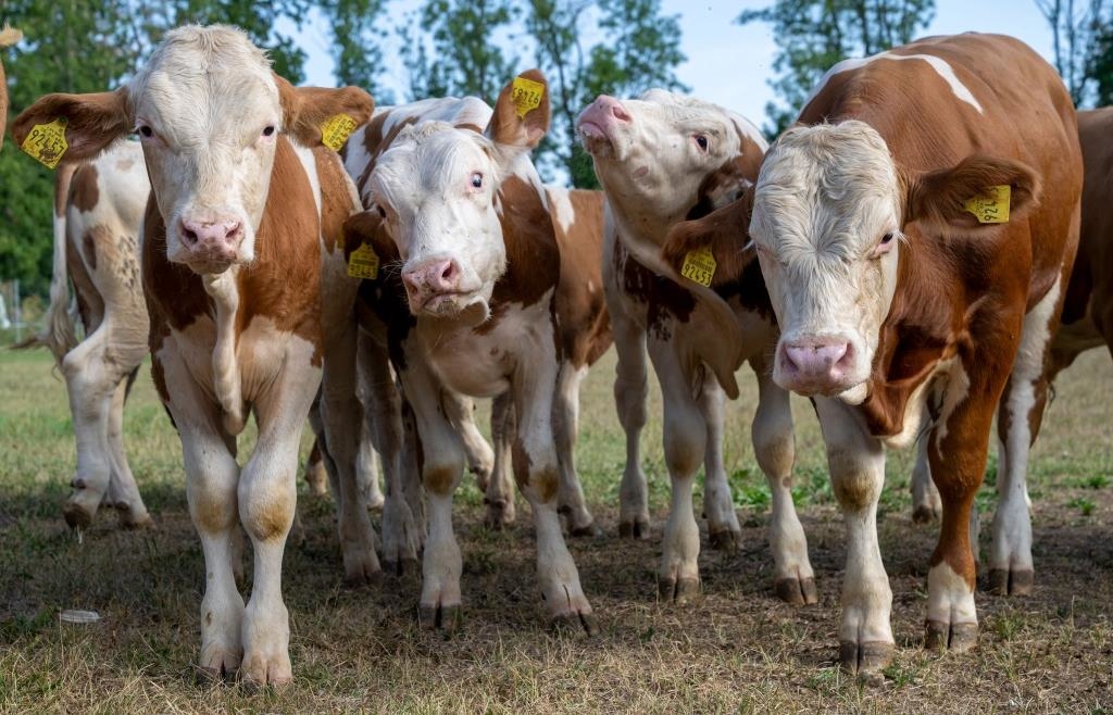 From calf to Oktoberfest star: The oxen that are eaten at Oktoberfest live ...