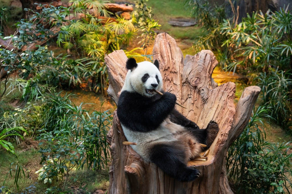 Pandas-f-r-den-M-nchner-Zoo-Tierpark-k-ndigt-Neubau-an