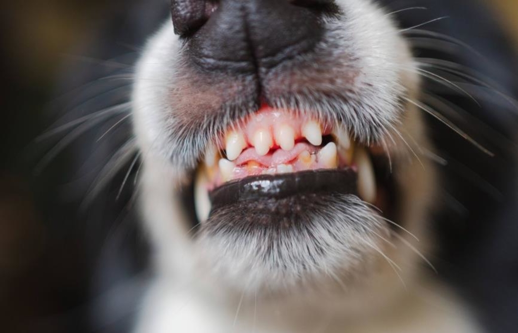 Hund-verletzt-Rentner-in-Ingolstadt-Peta-fordert-F-hrerschein-f-r-Hundebesitzer