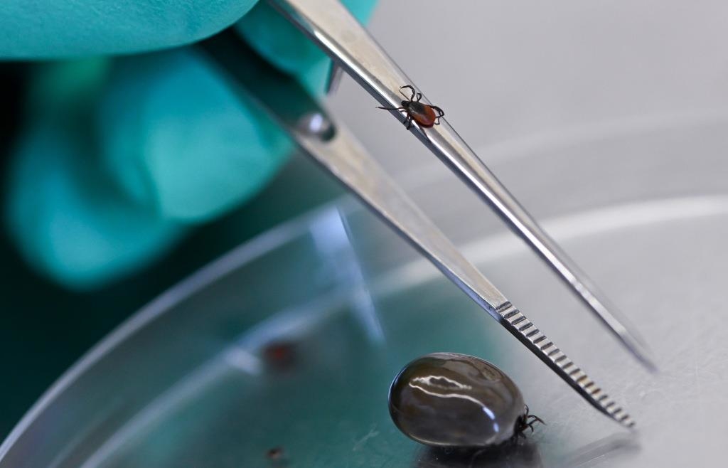 More ticks, more diseases: Number of Lyme disease cases in the Eichstätt ...