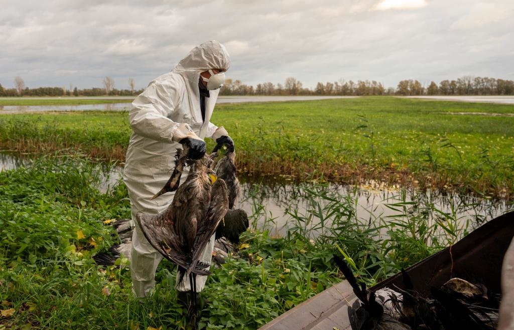 Disease outbreak in a poultry farm in the Dachau district