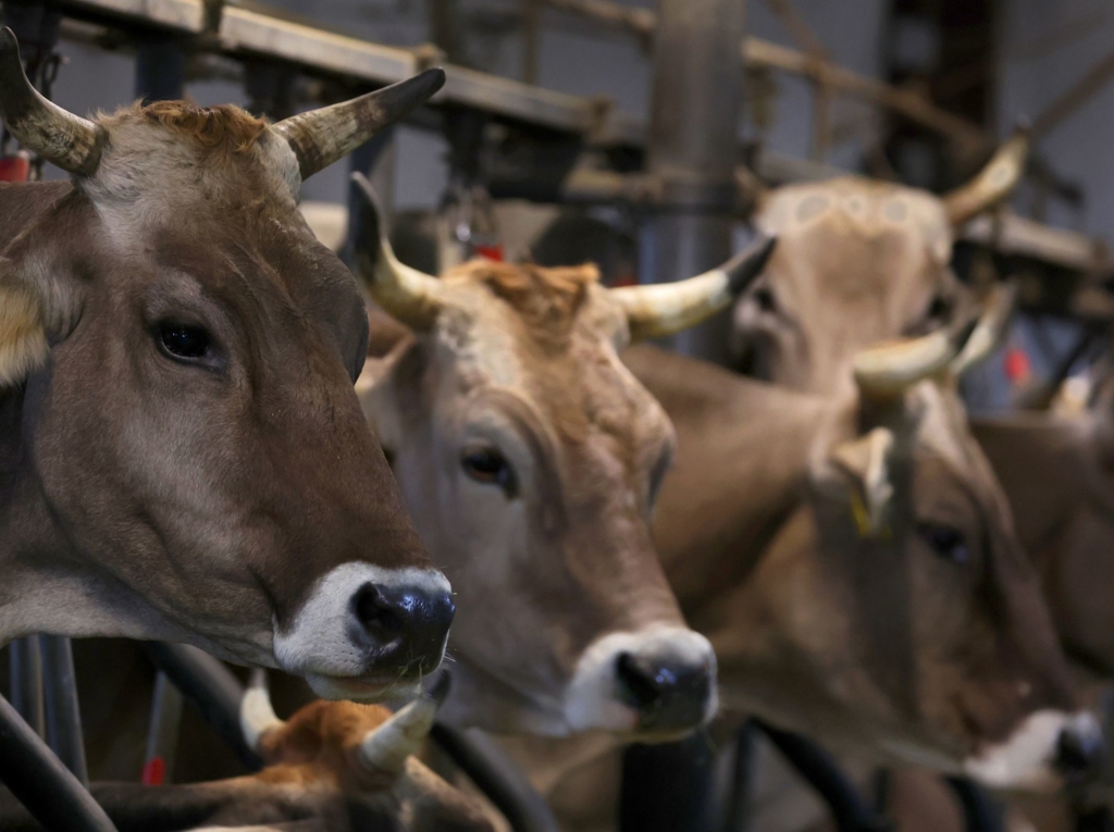 Fast-sechs-Stunden-Polizeieinsatz-wegen-ausgeb-xter-K-he