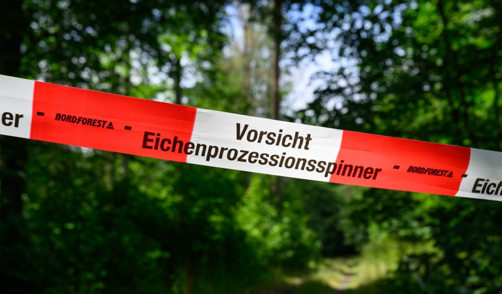 Eichenprozessionsspinner-als-Plage-auch-Wald-betroffen