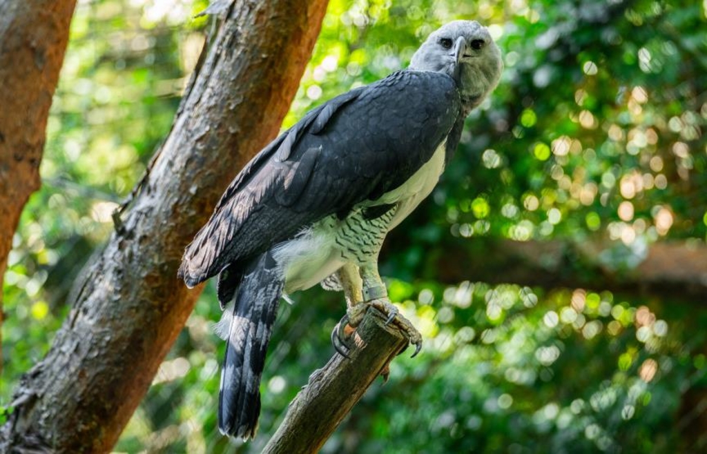 Domingo (33 years old) goes looking for a mate: Nuremberg harpy eagle male ...