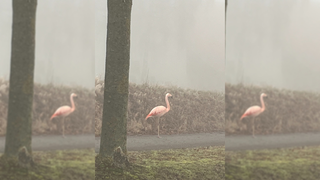 Wilder-Flamingo-steht-im-Nebel-bei-Ulm