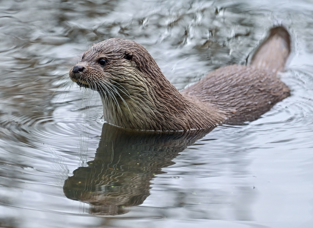 Umweltverb-nde-wollen-Fischotter-Abschuss-landesweit-kippen