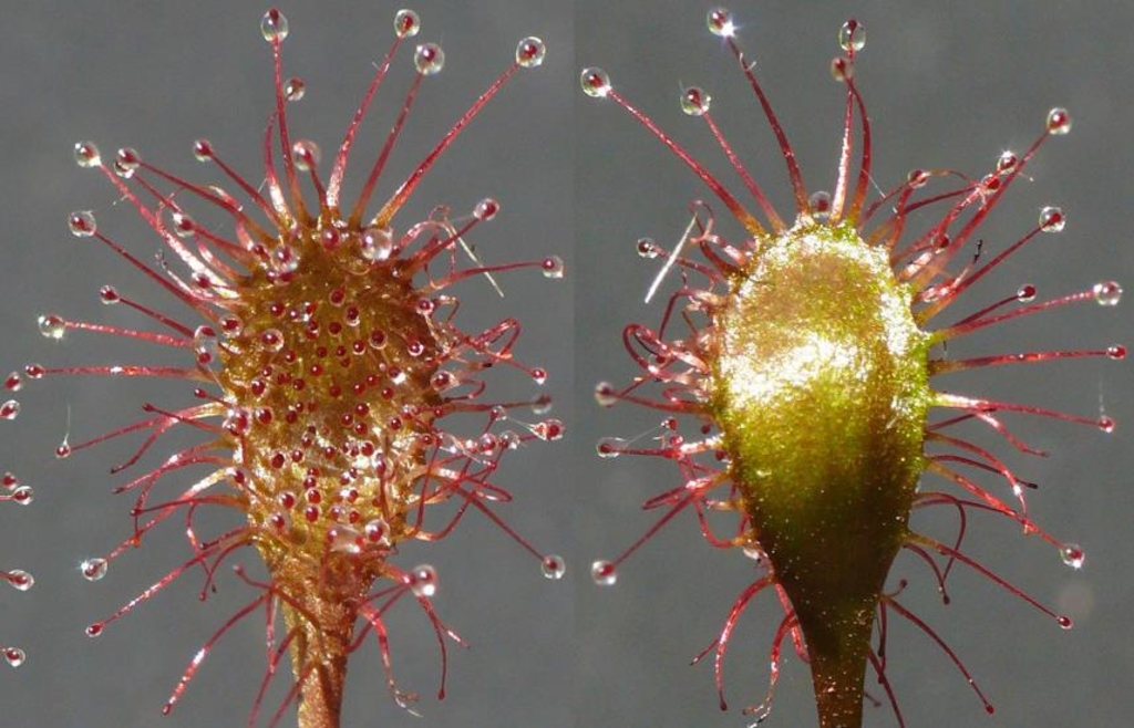 Bayerischer-Sonnentau-Neue-fleischfressende-Pflanze-aus-Bayern