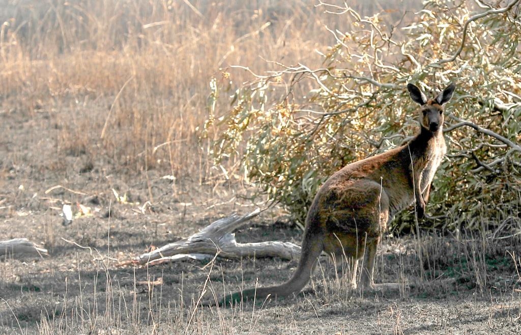 K-nguru-statt-Rinderhack-Bayerische-Uni-Mensa-berrascht-mit-exotischem-Chili