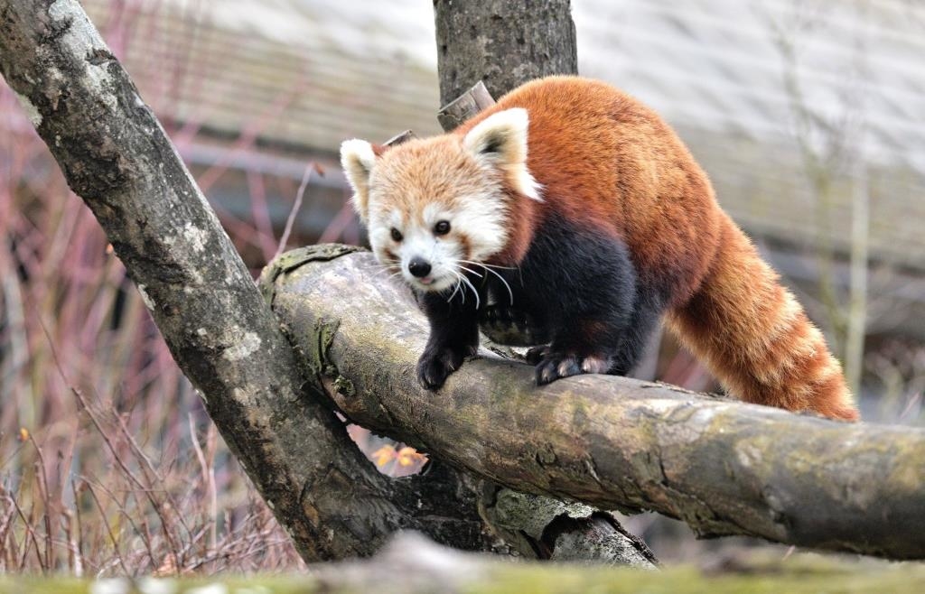 M-nchner-Tierpark-Hellabrunn-hat-neuen-Roten-Panda-Hoffnung-auf-Nachwuchs