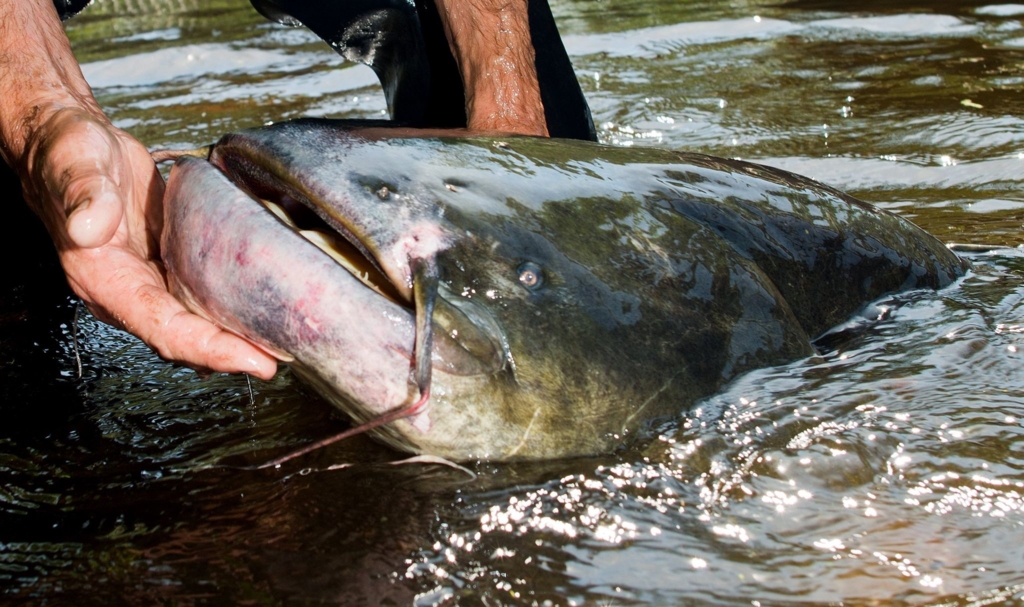 Tierisches-2025-Von-Wels-Alarm-bis-verschlucktem-Ehering