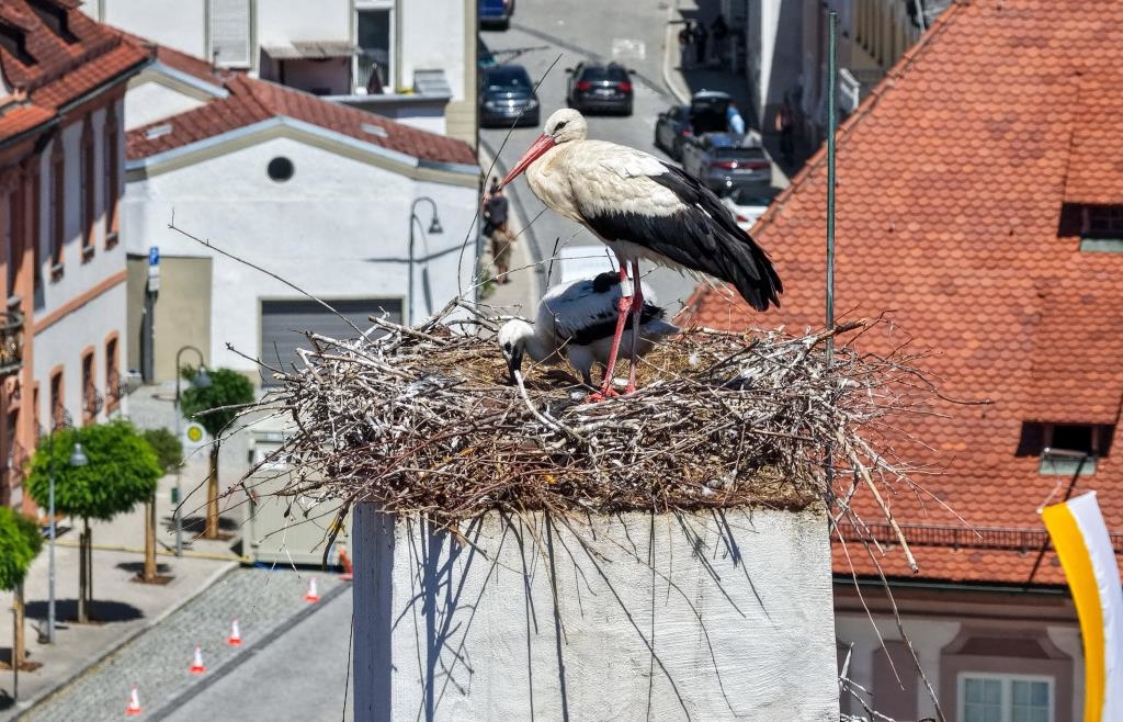 Ein Küken ist geschlüpft: Der erste Eichstätter Storchennachwuchs ist da