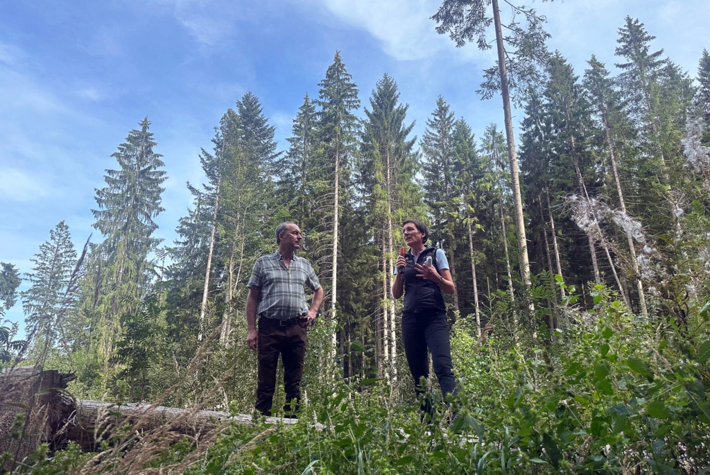 Geringe Borkenkäfer-Schäden im Bayerischen Wald