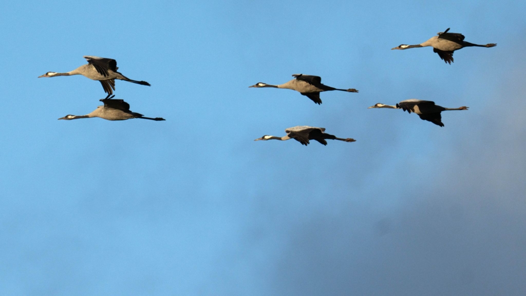 Bisher-ausharrende-Kraniche-entfliehen-der-K-lte