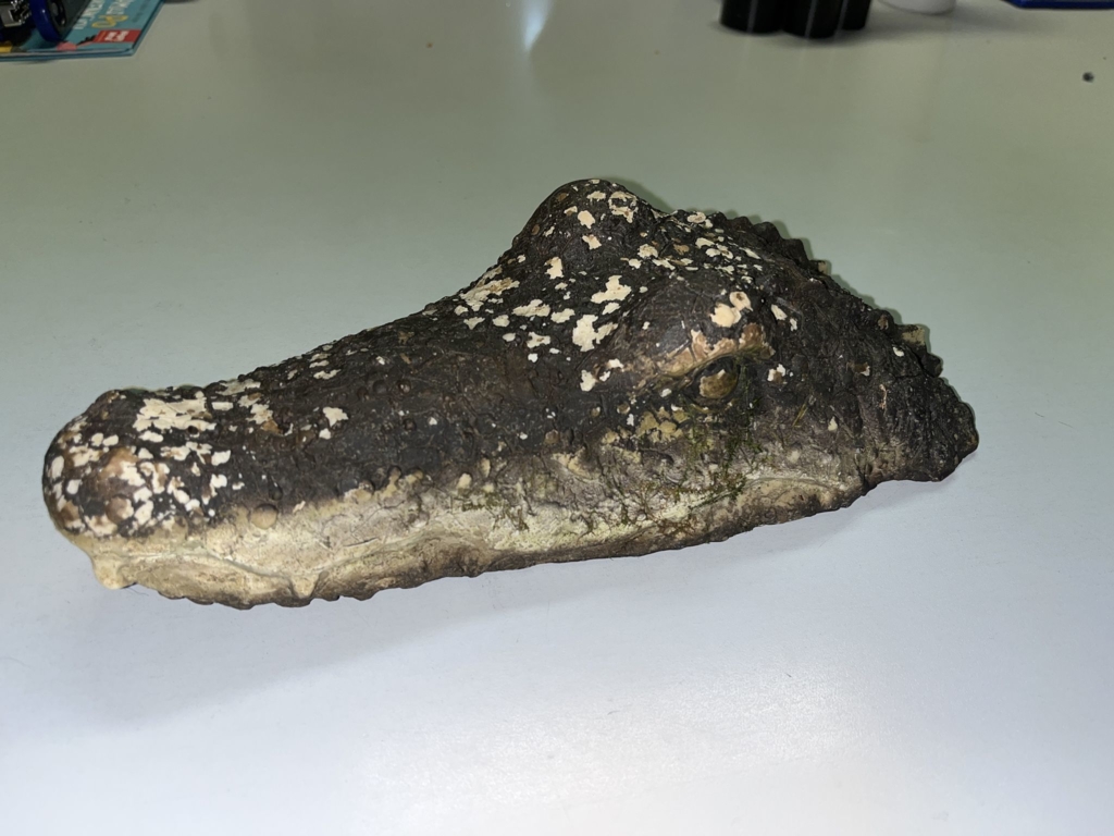 Entwarnung-nach-Krokodil-Alarm-am-Waldweiher