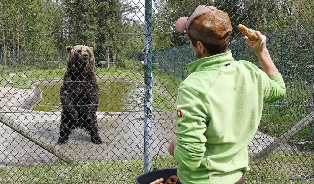 Jogger getötet: Italienische Bärin JJ4 könnte auf niederbayerischem ... Jogger getötet: Italienische Bärin JJ4 könnte auf niederbayerischem ...