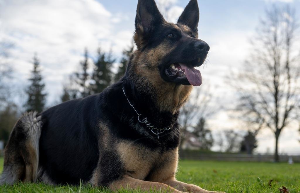 Schäferhund beißt 14-Jährigen in Neuburg: So viel Schmerzensgeld muss der ...