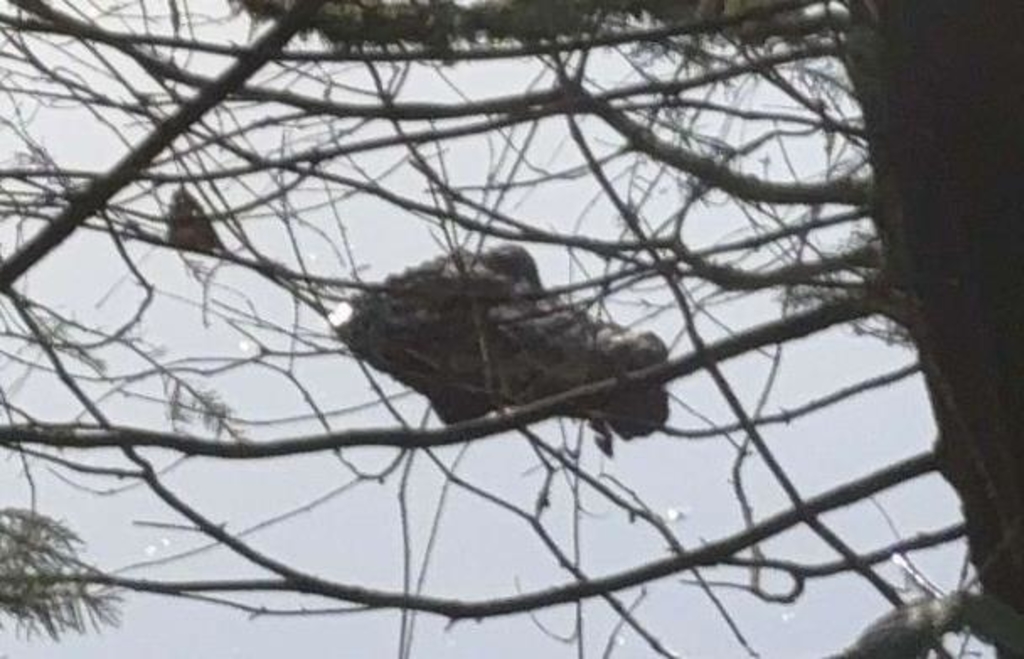 Kunststoff-Krokodil-in-einem-Waldweiher-bei-Jetzendorf-sorgt-f-r-Polizeieinsatz