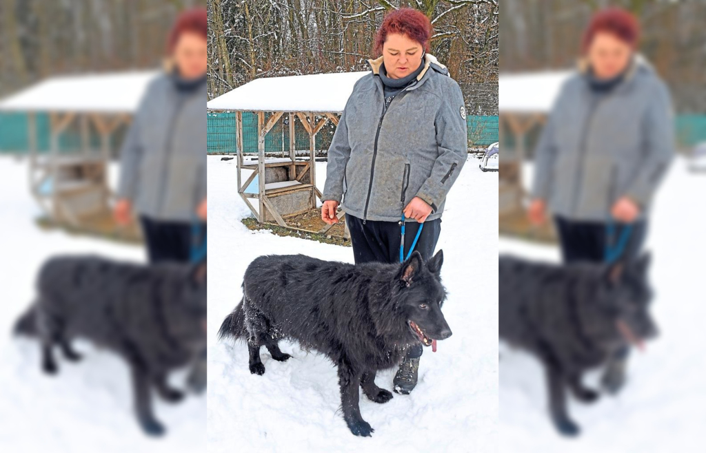 Deutscher-Langhaar-Sch-ferhund-Loisl-sucht-ein-neues-Zuhause