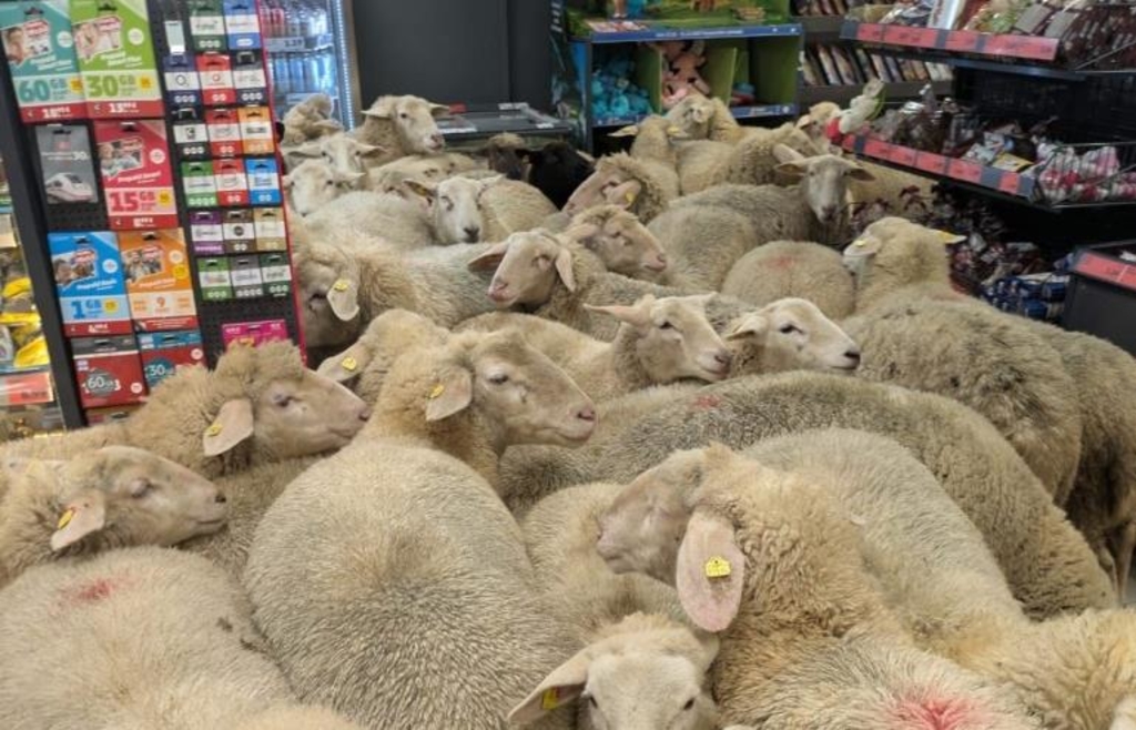 Supermarkt-will-Patenschaft-f-r-verirrte-Schafherde-bernehmen