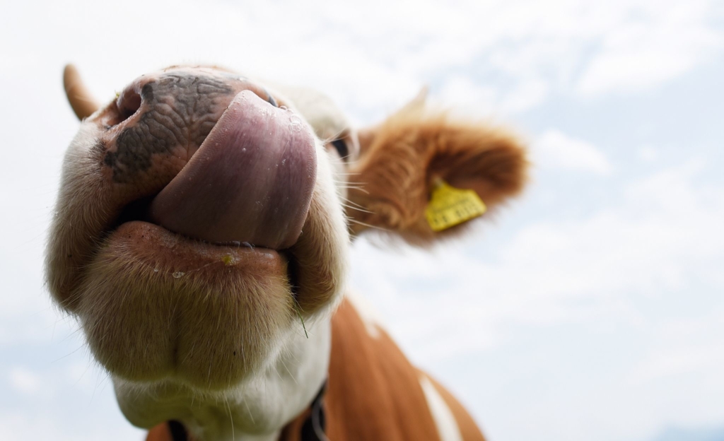Schleimspur-und-Dellen-Kuh-Attacke-auf-Urlauber-Autos-