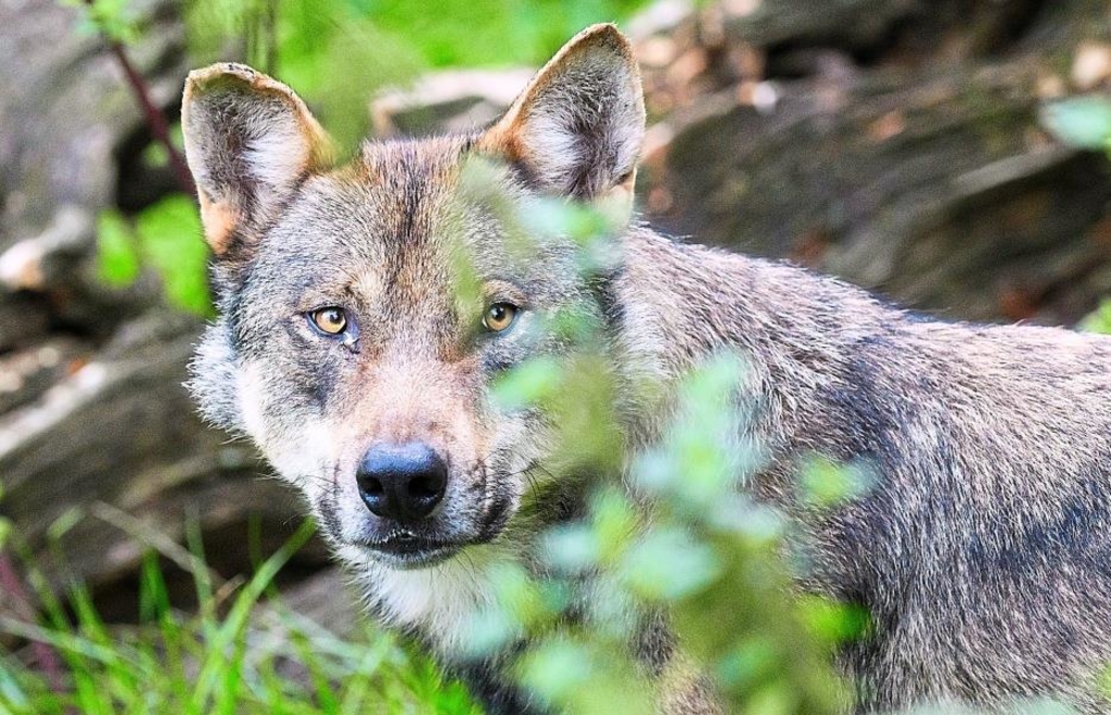 Jäger sieht Wolf im Landkreis Roth: Forstverwaltung wertet Auftreten ...