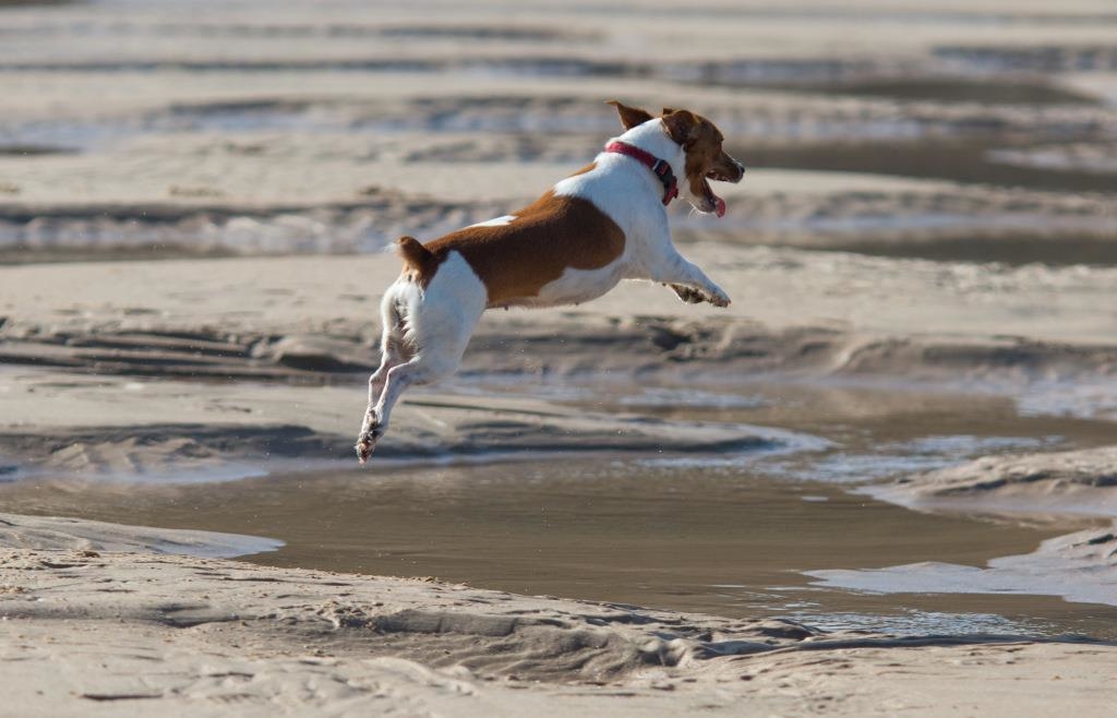 Bonez-und-Buddy-alleine-in-Eichst-tt-unterwegs-Hunde-verbringen-Nacht-bei-der-Polizei